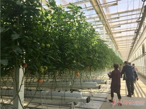 秋季西红柿种植，关注育苗至收获