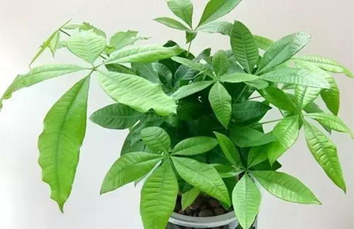 解决办法：对症下药，一一解决