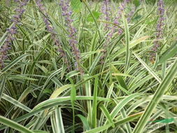 金边麦冬的花色揭秘