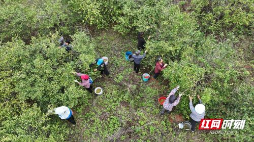 宜章县冬季茶园技术提升：油茶栽培培训班盛大开班