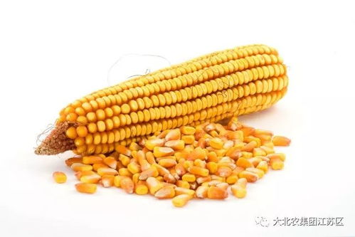 如何根据饲料级玉米标准选购，养殖户如何省30%成本？