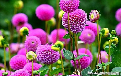 大丽花种子种植指南：当年开花与成熟时间速览