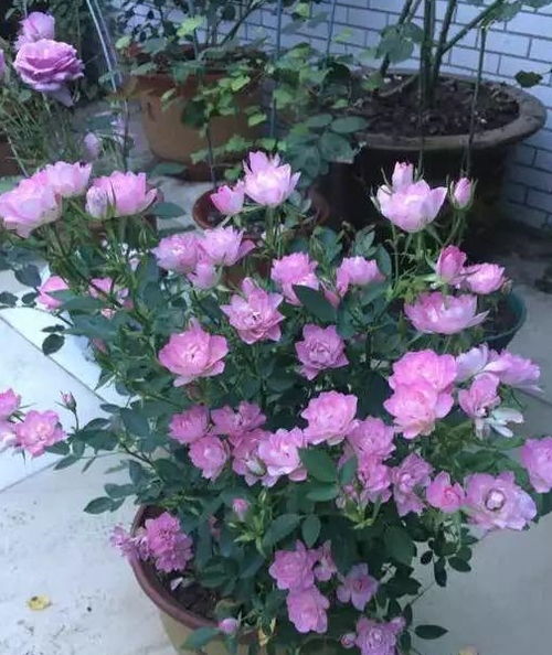 月季花的湿润土壤小秘密