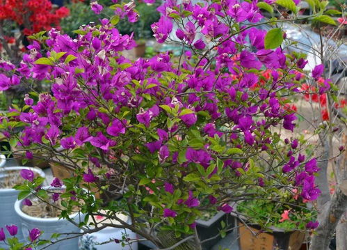 黄刺玫：美丽的背后