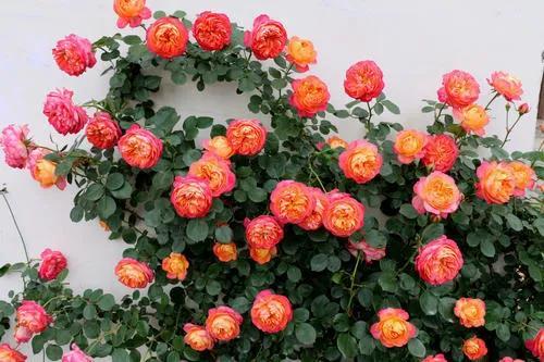 4. 粉色达芬奇月季