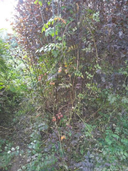 选择种子， 质量是关键