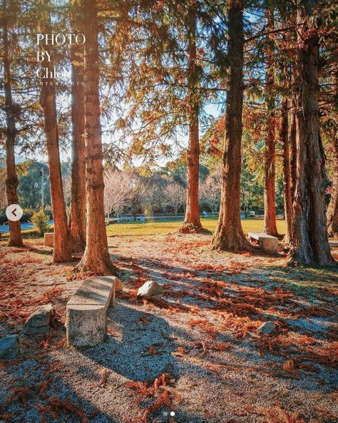 针叶林中的珍宝，针叶树种大集合