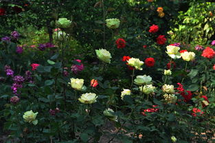 世纪日落月季，红色中的贵族