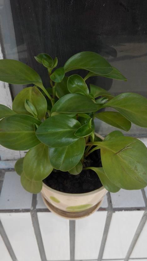 青叶碧玉的养护方法