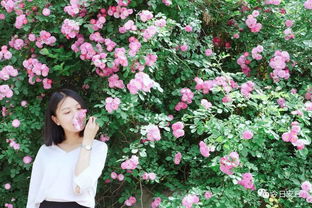 蔷薇花的绚烂篇章