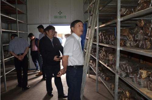 中药材亩产轻松过4千斤