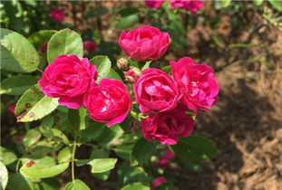 珍贵花卉要小心， 涂涂撒撒有讲究