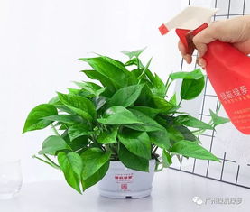 绿萝移植技巧，如何避免黄叶