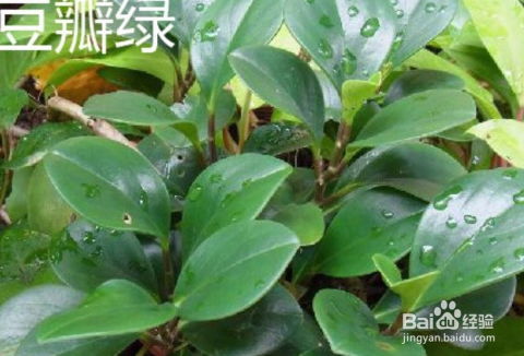 玉树叶子特别小，这是为何
