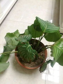 保定雨季浇死花怎么办？