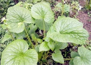 冬青栽植密度大揭秘