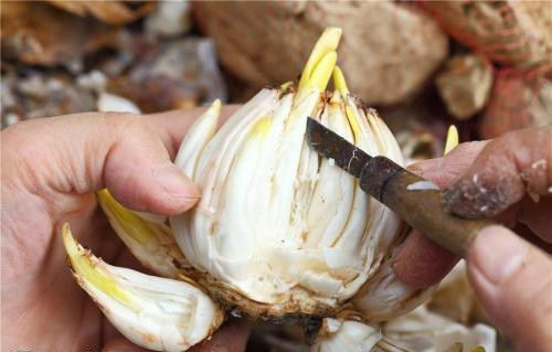 天鹅造型诀：用牙签撑开切口