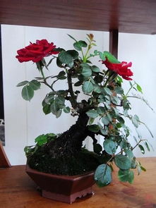 第二招：浇水有技巧