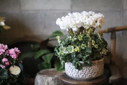 墓地花卉种植小贴士