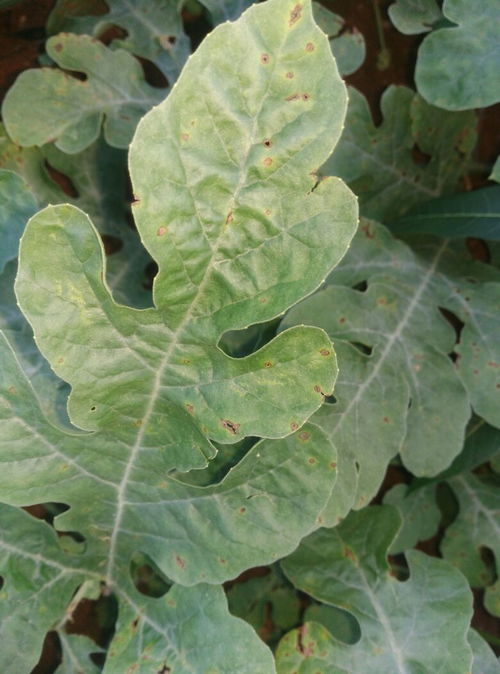 西瓜叶子病斑之谜：揭秘病害成因及防治之道