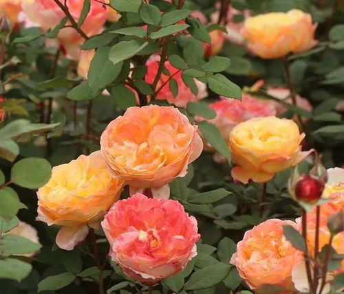 果汁阳台， 花开四季