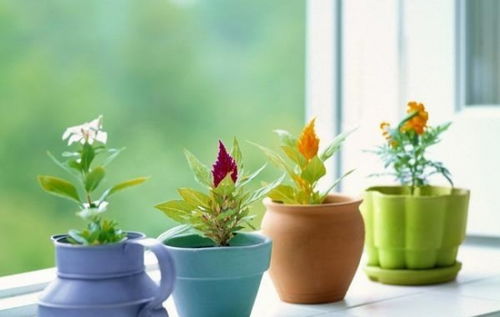 室内养荷花风水禁忌，养错了小心破财