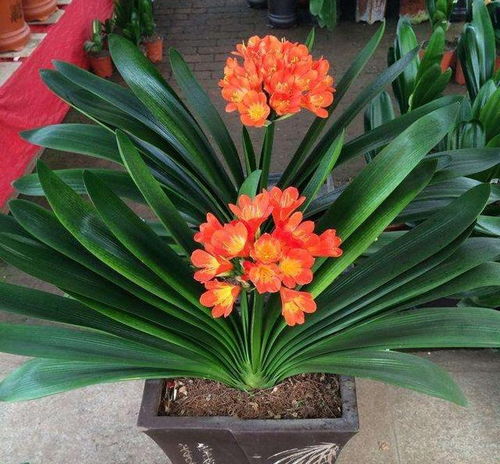 顶级品种：国兰冠冕