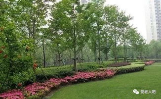 为什么草坪上不适宜种树？