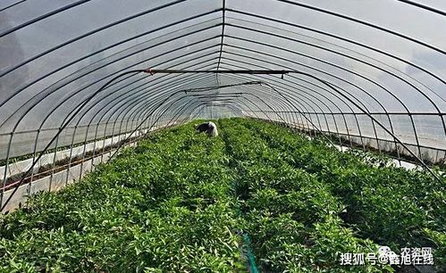 作物吸收会不会受影响