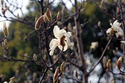 白玉兰绽放，为何花瓣渐变黑