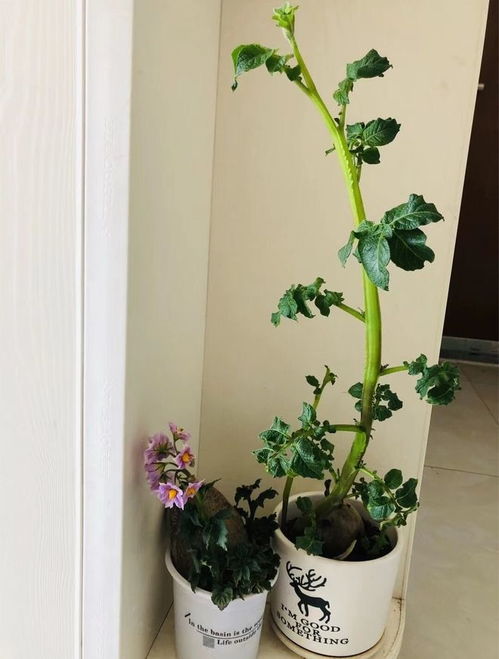 这个像红薯一样的香木盆景，是真实的活植物吗？