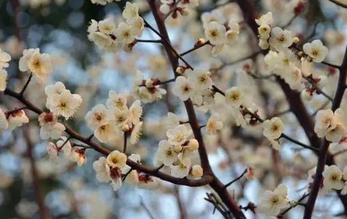 安国市场， 行情平稳