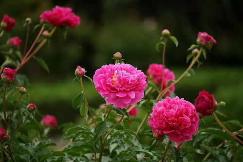 芍药花和牡丹花长得好像？教你一招