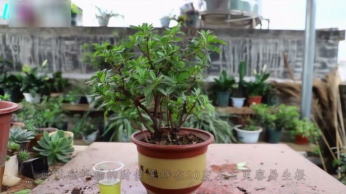 杜鹃花留种技巧，高成活率秘诀！