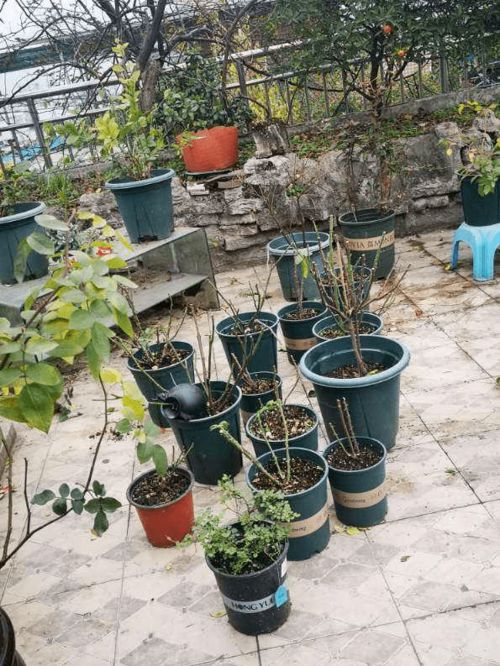 施肥、浇水与修剪：植物养护的关键