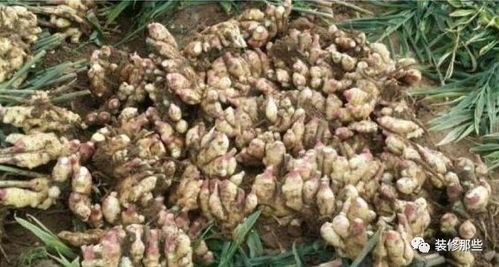 防治病虫害也不可忽视