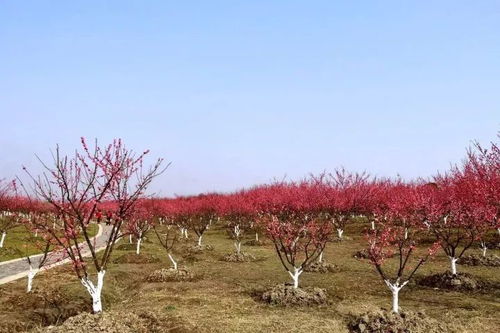 赏花经济兴起， 树种新机遇涌现