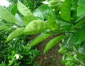 防范？初？这什么鬼