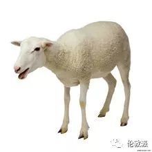绵羊是一种温顺的家畜，以产毛和肉而闻名