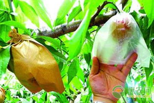 桃子套袋前的农药使用全解析