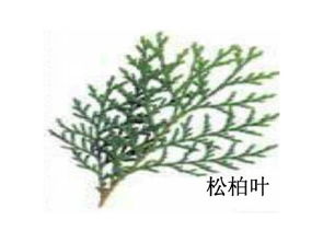 松树秋天叶子是什么颜色？