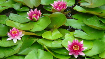 “睡莲发芽，如何种植