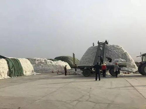 广西茶油籽收购动态：皇脂茶油价格一览表！