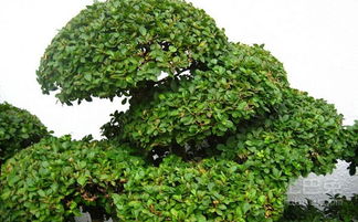 盆景艺术养护：避免黄杨烂根， 保持翠绿