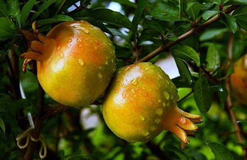 施肥时刻表，家庭种植的适配性问题