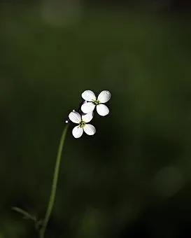 这是什么花？花卉大全图片花名来帮你