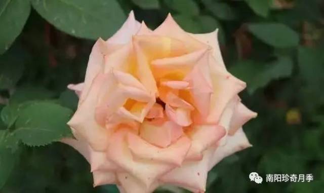 月季花开得艳，新家如何安？