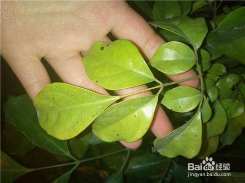 幸福树叶子发黄之谜：土壤、水分、光照还是病虫害？