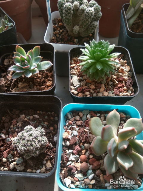 多肉植物发芽后怎么办？如何处理才能让它健康成长