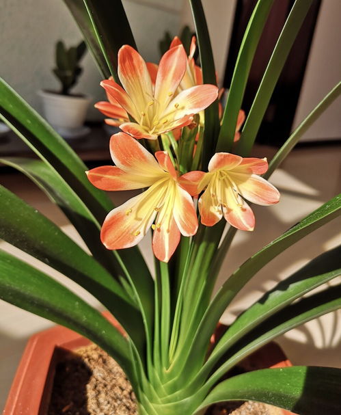 光照黄金四小时 花开梗艳丽